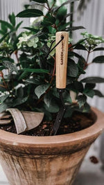 6 House plants that help turn your home to a green oasis - by Benson - Swedish Design