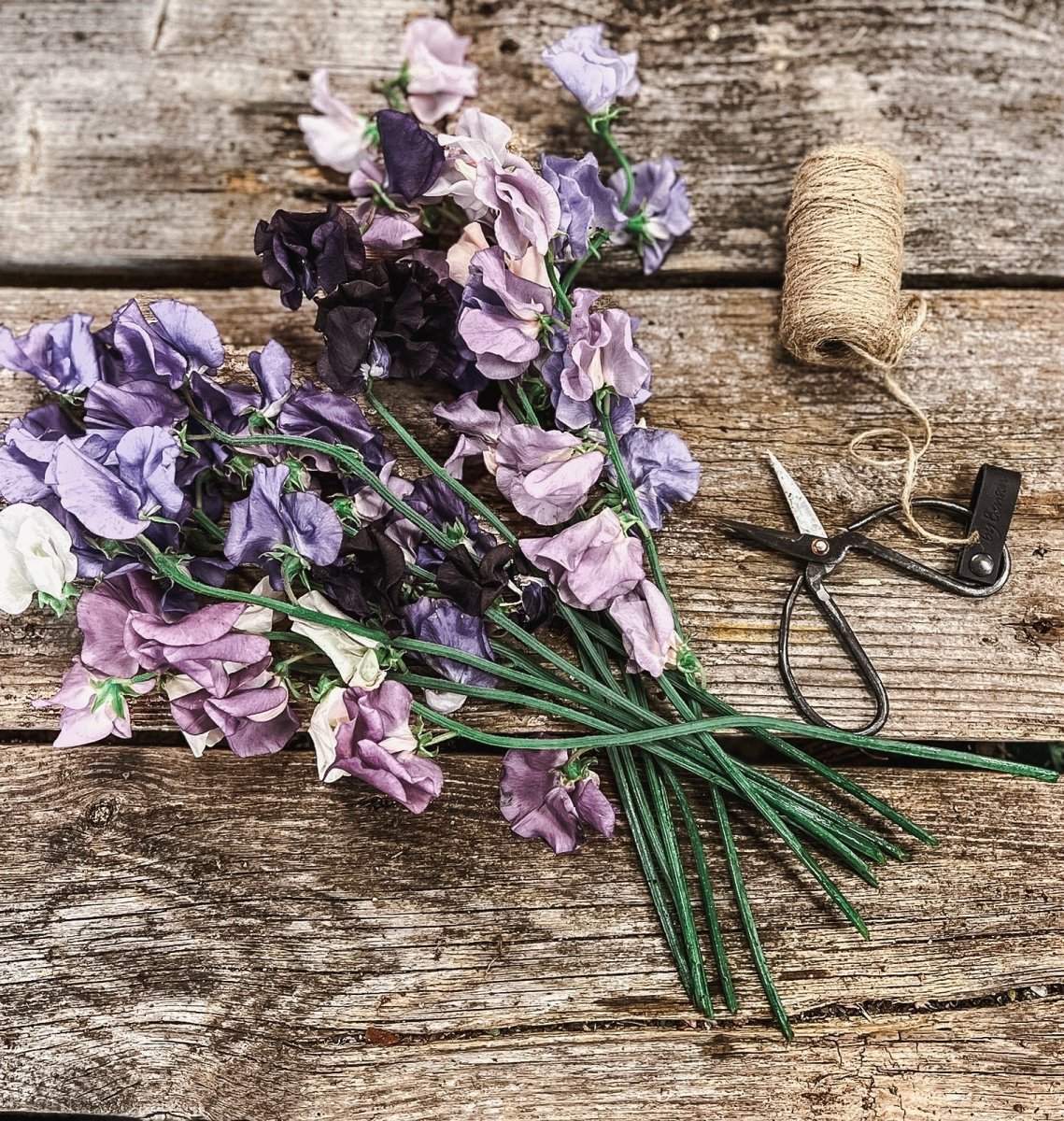 All about planting your sweet pea plants - by Benson - Swedish Design