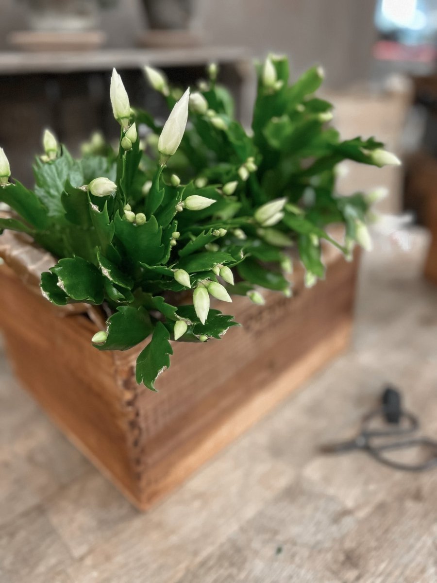 Christmas Cactus Care Guide: Keep Your Holiday Blooms Vibrant and Healthy - by Benson - Swedish Design