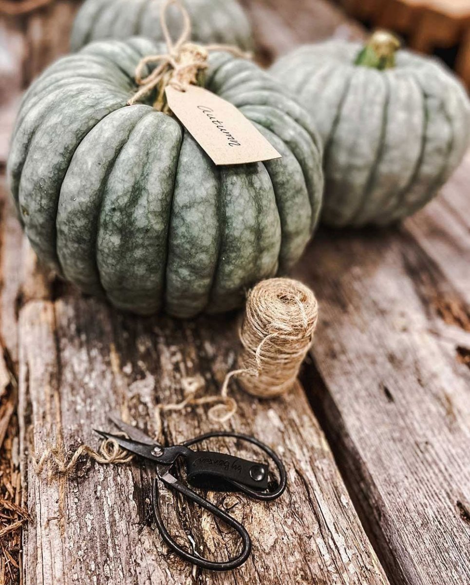 Garden hack: Pumpkins - by Benson - Swedish Design