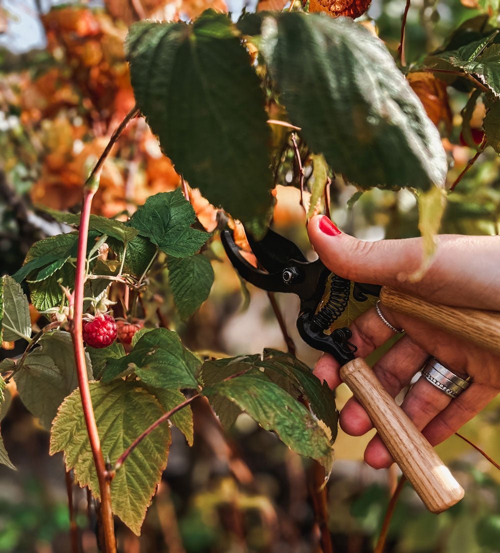 Garden hack: Raspberry plants - by Benson - Swedish Design