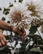 Grow Dahlias - Your Guide to Planting and Care - by Benson - Swedish Design