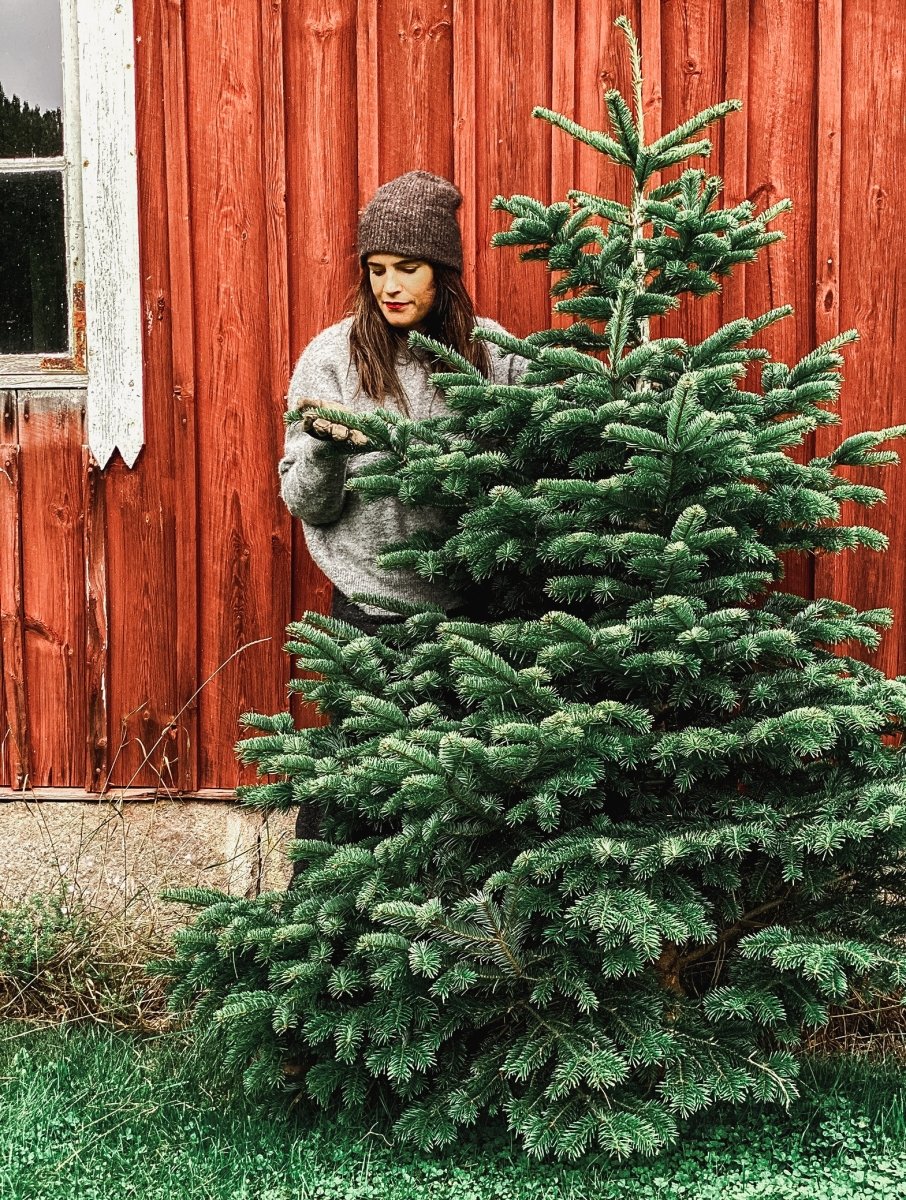 How to: Pick the perfect Christmas Tree - by Benson - Swedish Design