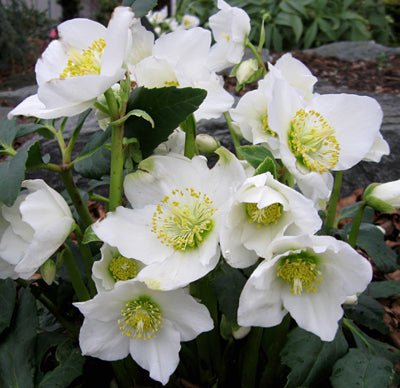 How to: Plant and care for Christmas Roses - by Benson - Swedish Design