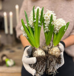 Lovely Hyacinths and how to care for them - by Benson - Swedish Design